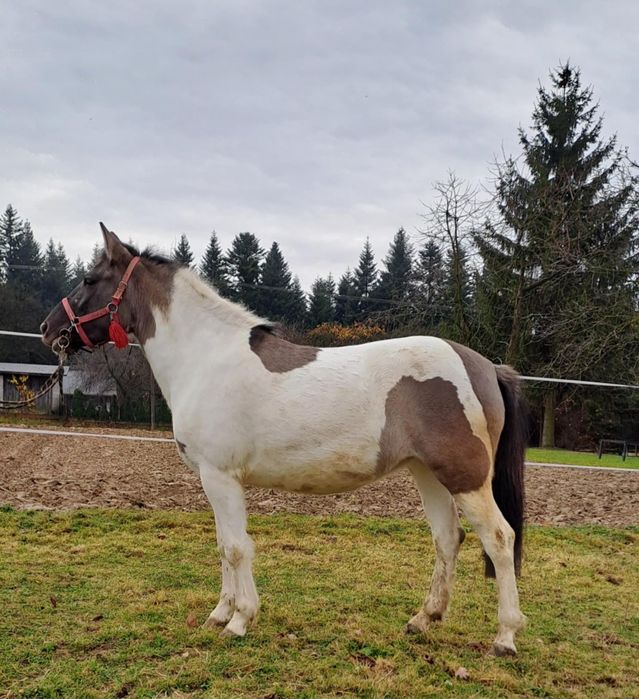 Sprzedam klacz w typie huculskim