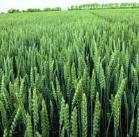 Пшениця яра для посіву