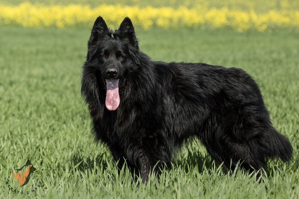 Owczarek Staroniemiecki - Piesek 3 miesiące - do odbioru