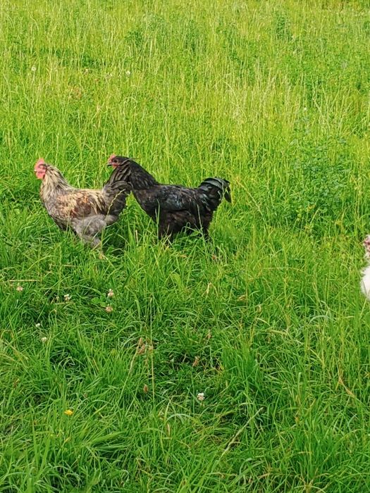 Sprzedam koguta rasy australorp