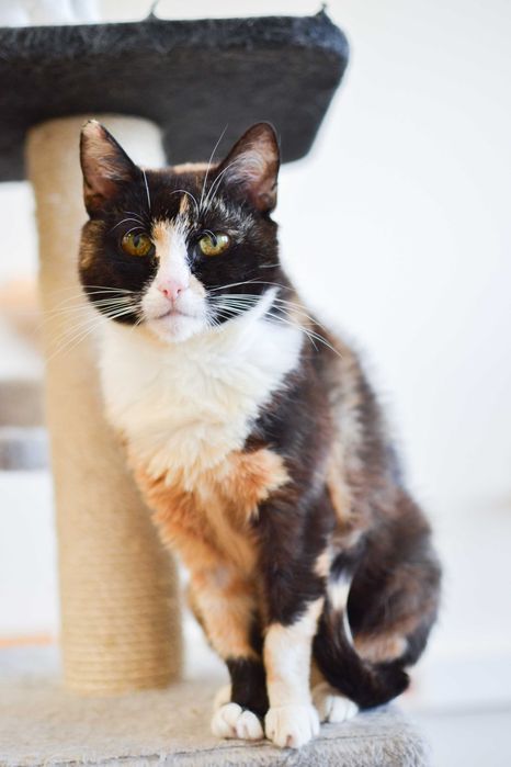 Wiktoria - 6 letnia, delikatna kotka szuka kochającego domu!