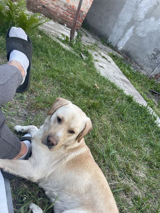 Кобель Лабрадора для вязки