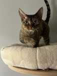 Roczny kocur devon rex