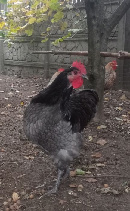 Australorp kogut sprzedam