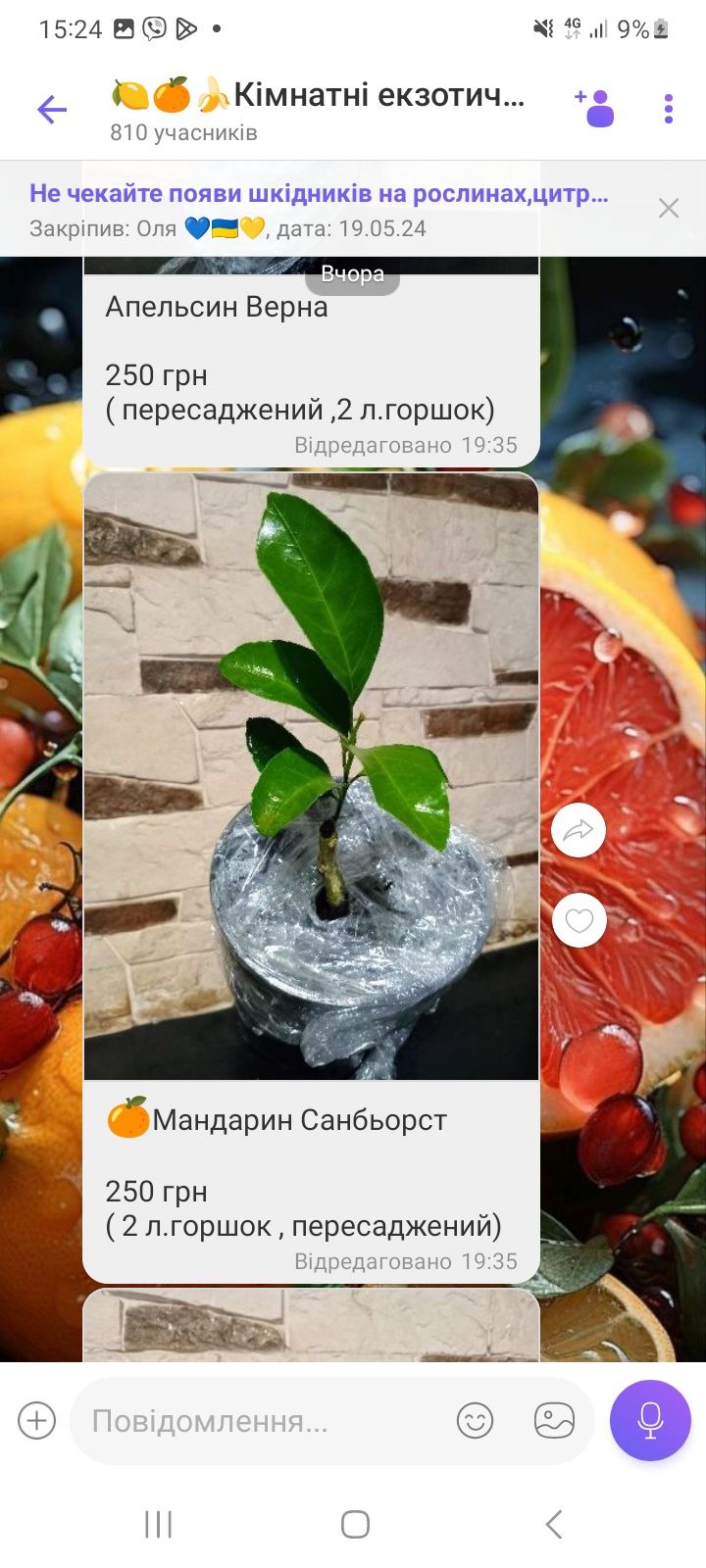 Мандарини( лимони,апельсини,кумквати..)