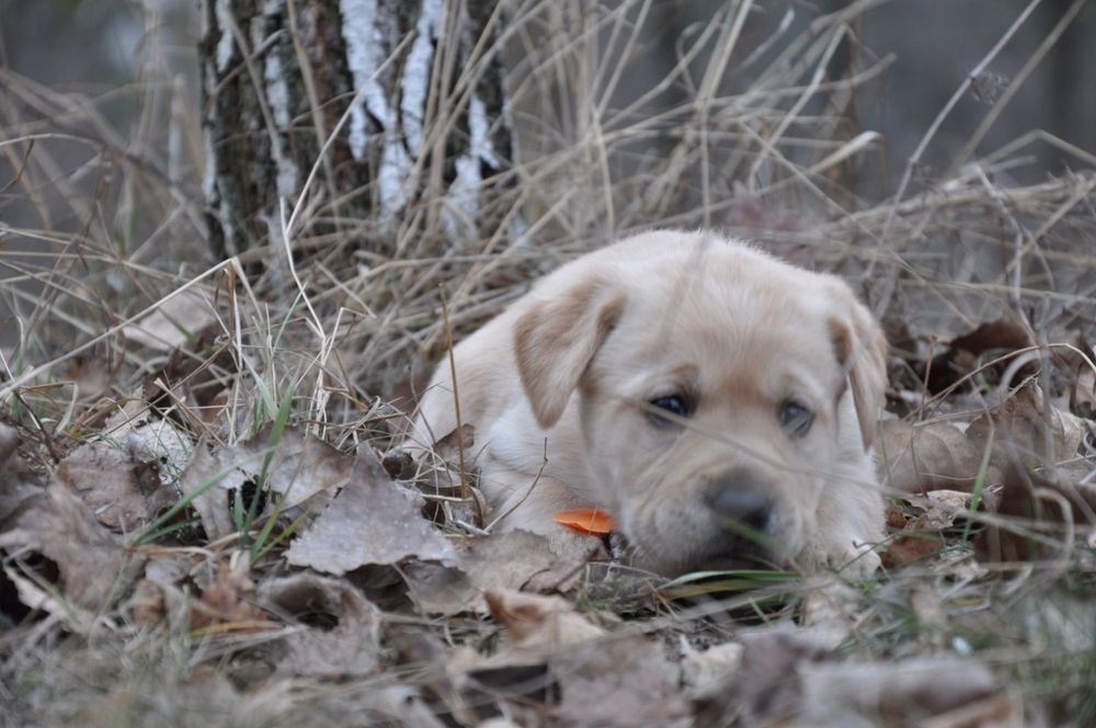 Класнi та мiцнi. Лабрадори