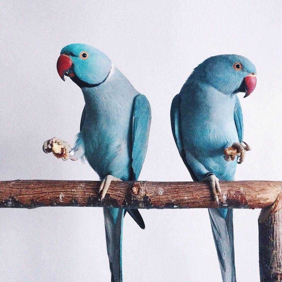 Продам Ожерелових папуг для теплих моментів у вашому домі!