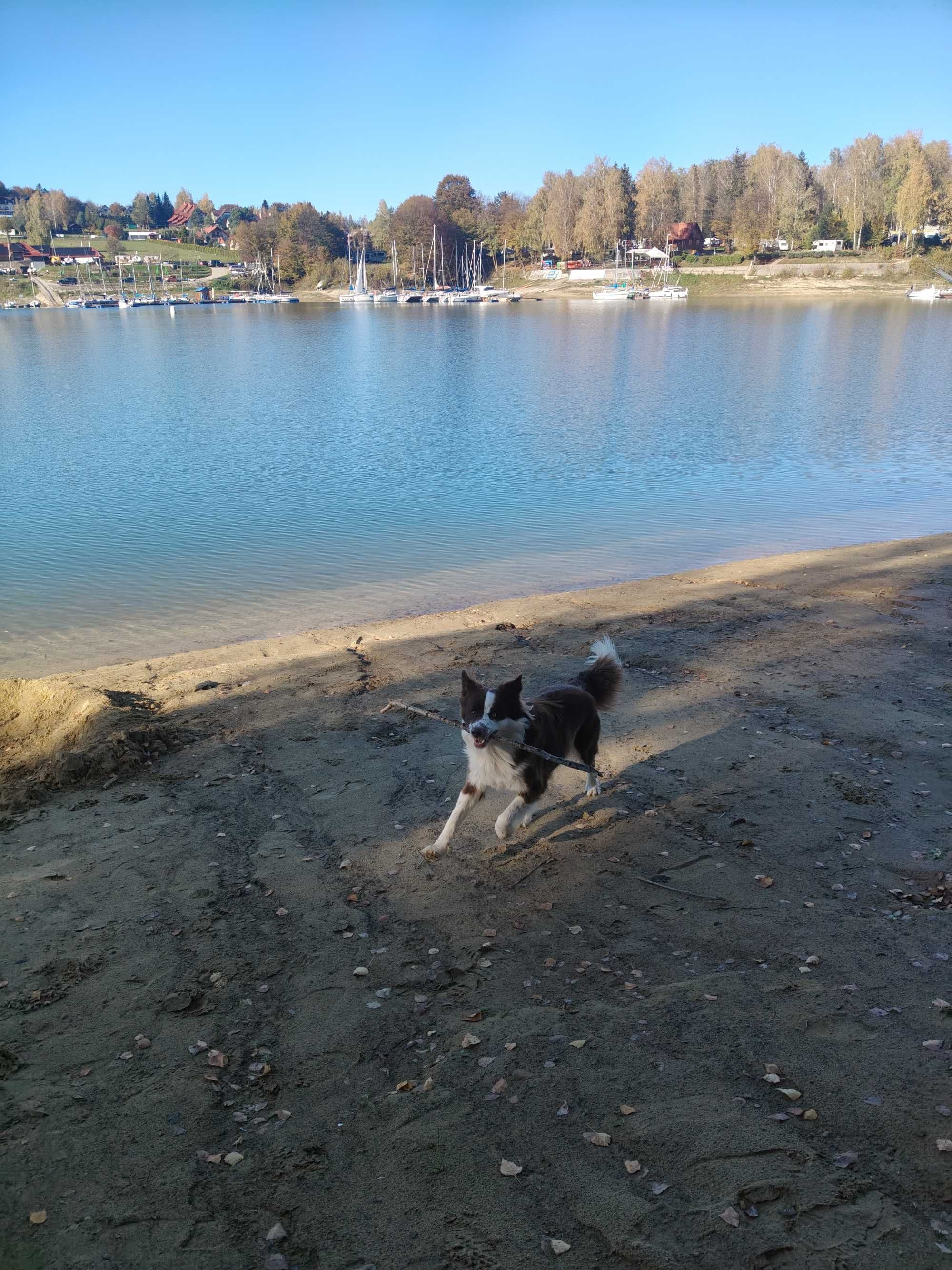 Border Collie Reproduktor
