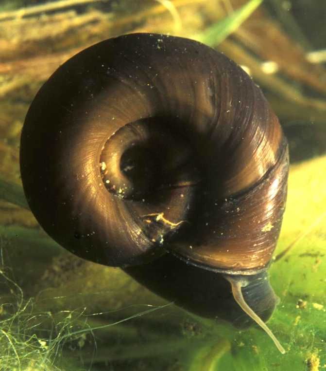 Planorbis corneus – Caracois