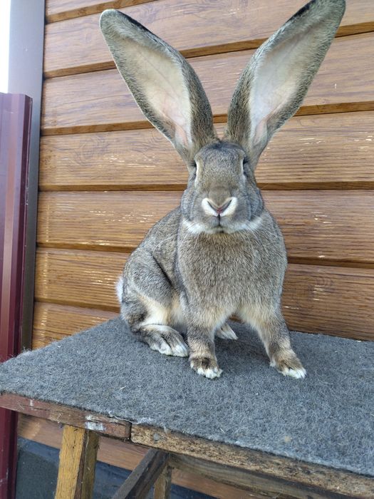 Бельгійські Велетні (Фландр)