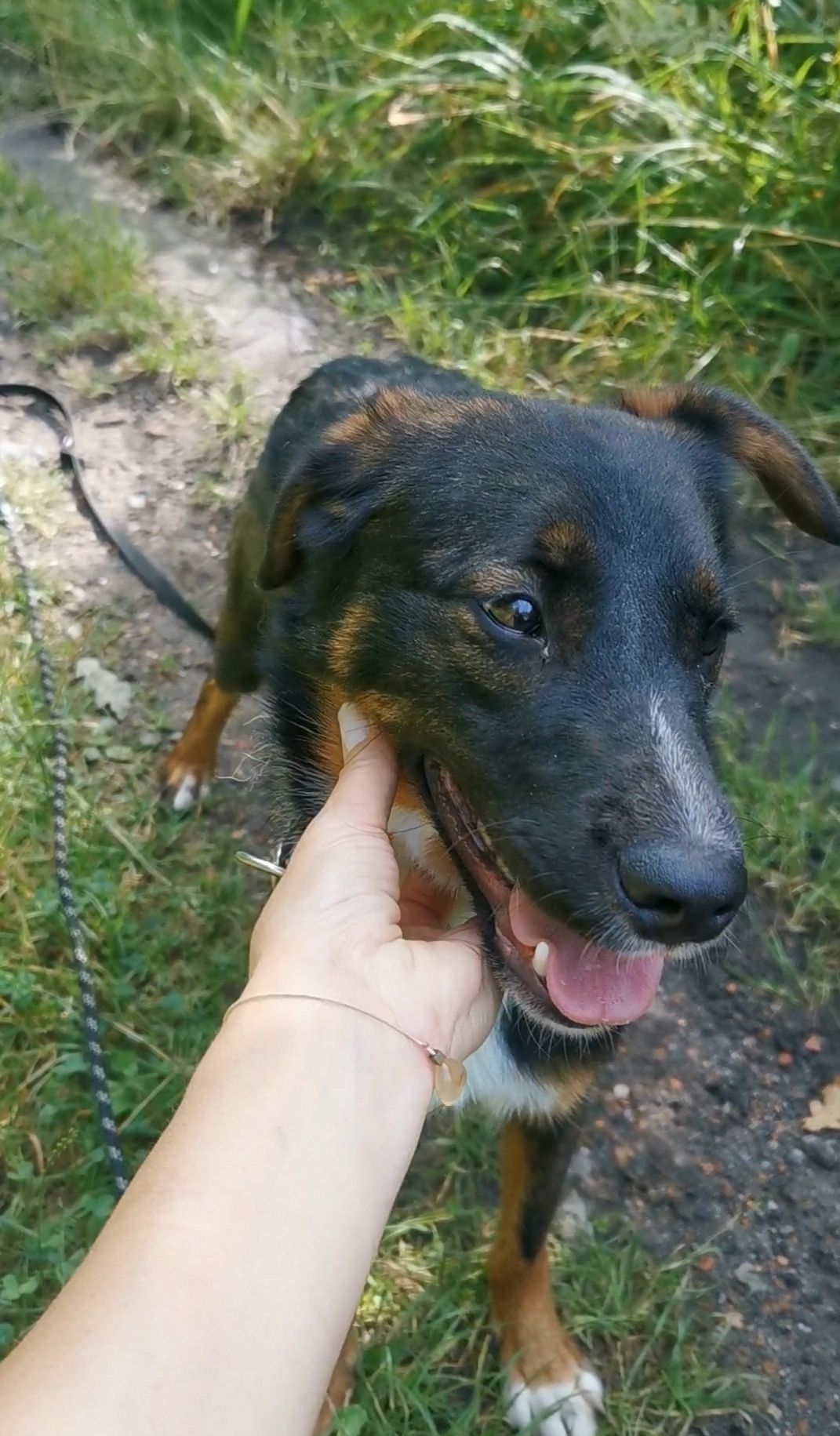 Wirek piesek ze schroniska Rybnik
