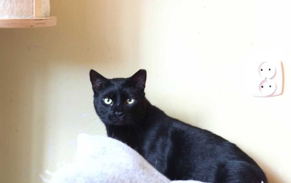 Bil Środusiem zwany- piękny, duuuuży, błyszcząco czarny!