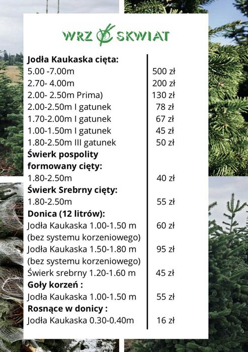 jodła kaukaska 2.70-4.00 świerk choinki