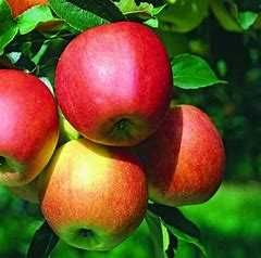 Jabłoń - drzewka owocowe