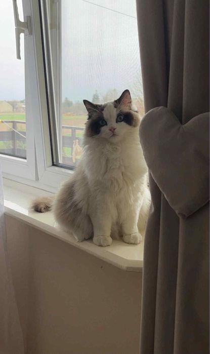 Ragdoll samiec roczny