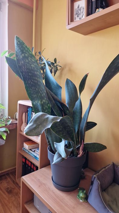 Sansevieria masoniana, sadzonki