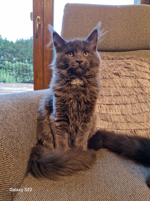 Kotka Maine Coon