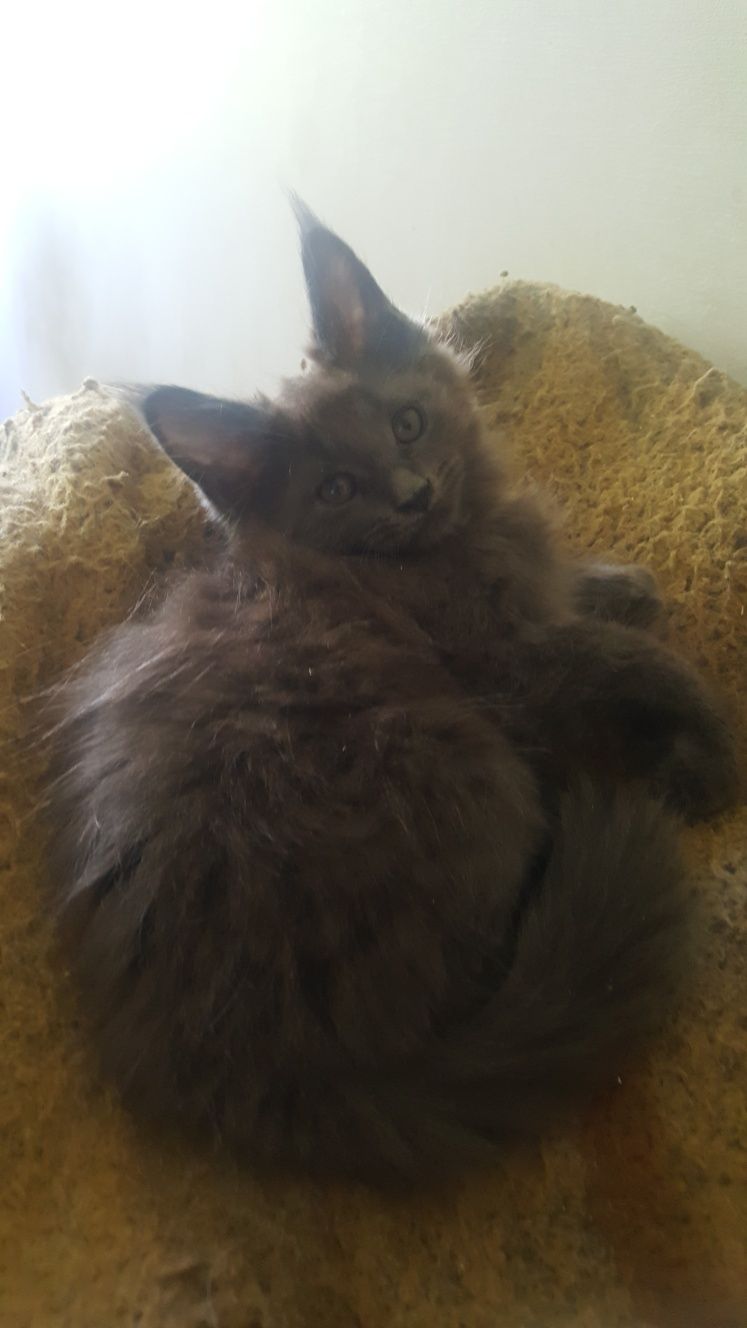 Niebieska kotka Maine Coon