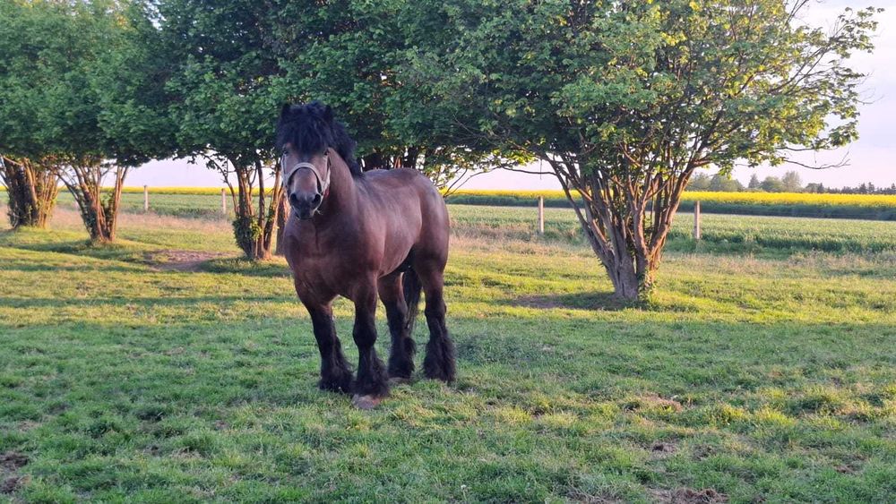 Stanówka ogier , Ogier Arden Polski