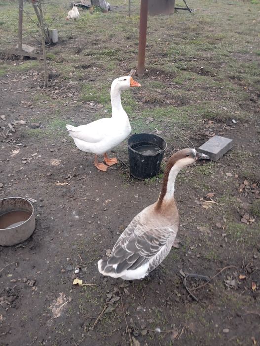 Продаю пару гусей