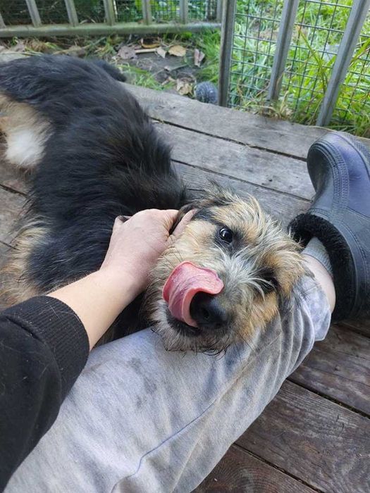 Gwiazdka szuka kochającego domku!