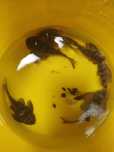 Hypancistrus Zbrojniki l 066 polecam