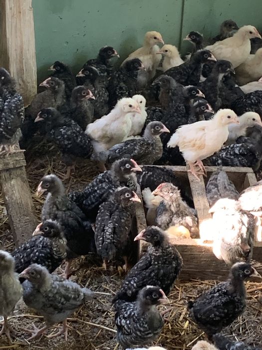 Доминант 40 дней курочка