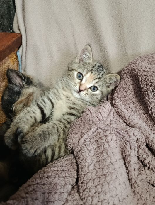 Продам кошенят мама британка
