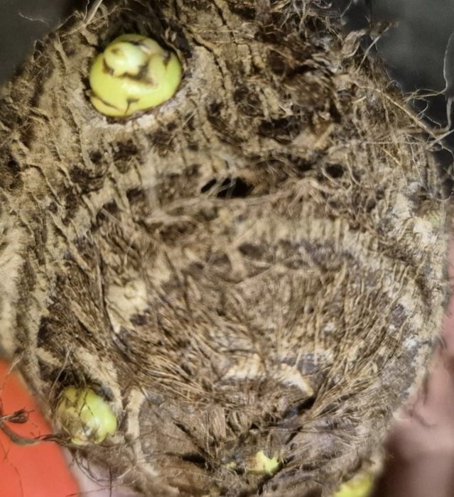 Colocasia esculenta -Kolokazja jadalna. Bulwa
Sadzimy