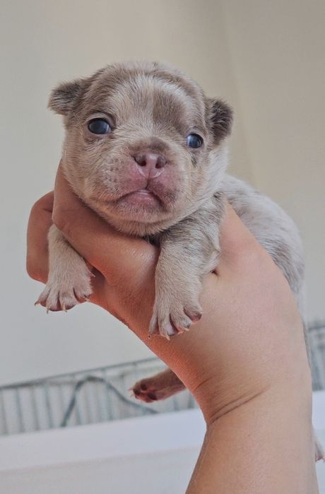 Bulldog Francês Fêmea