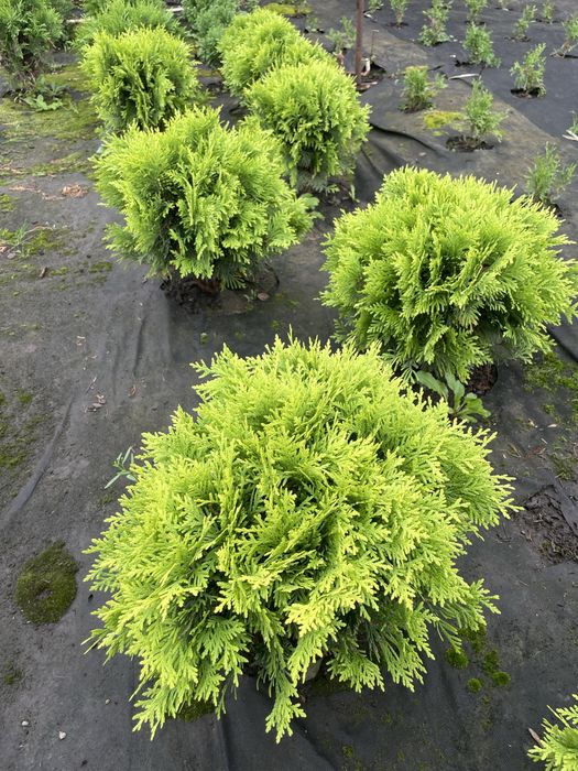 Хвойні рослини для ландшафтного дизайну !!!