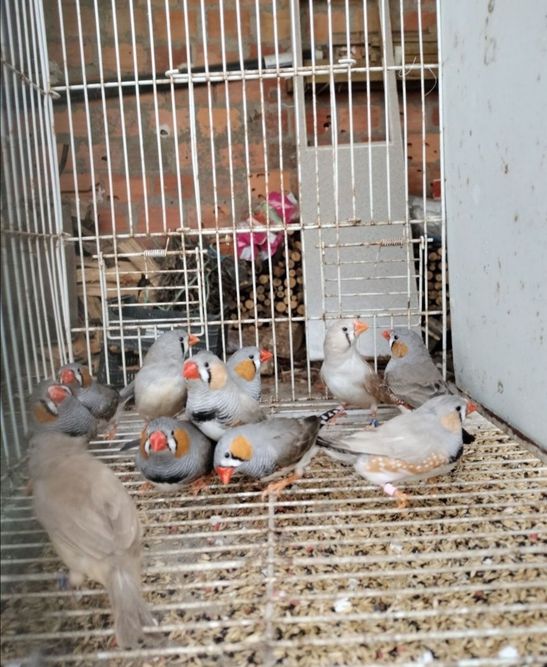 Vendo mandarins e canários