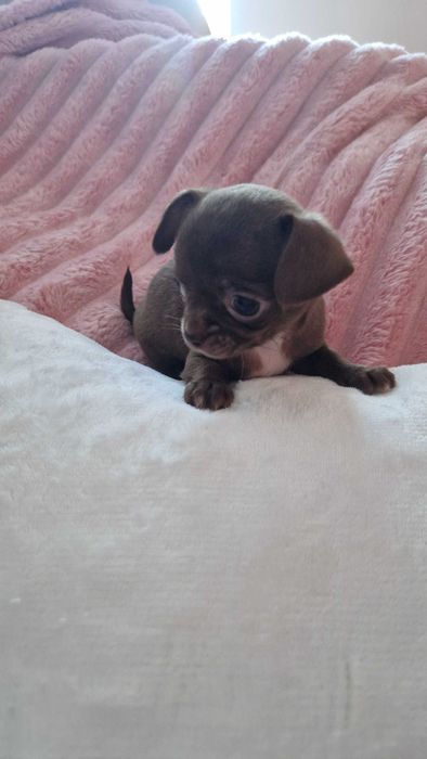 Chihuahua sunia maleńka czekoladka cudowna