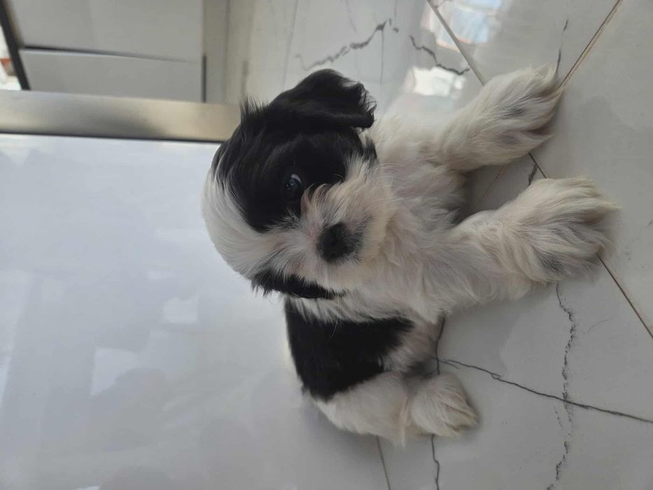 Uroczy piesek Shih-tzu