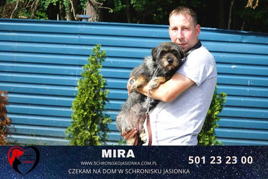 szaucer mix  Mira szuka domu schronisko Jasionka-aktualne