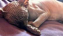 Wyjątkowa czarna mega ZMARSZCZKI • Kotka Sphynx Jagódka • GrandFaraon