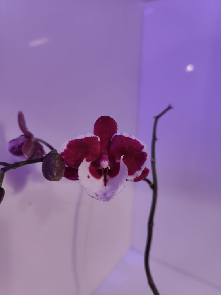 Орхидея Allura Santa Claus биг лип