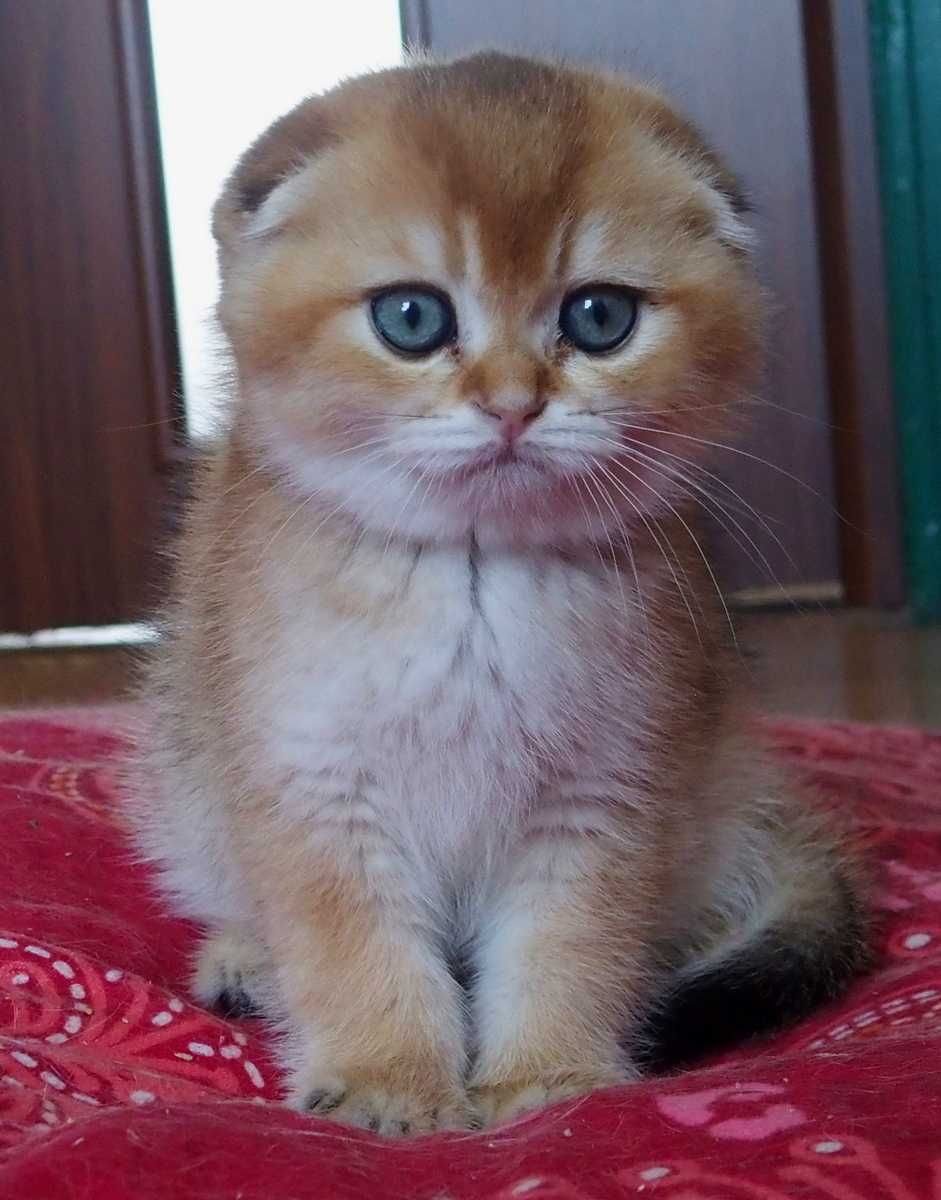 Kocurek Szkocki Zwisłouchy PZF. WCF Scottish Fold Złota Szynszyla