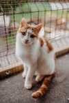 Kot kocur kocurek rudy biały dorosły szuka domu do adopcji miziak