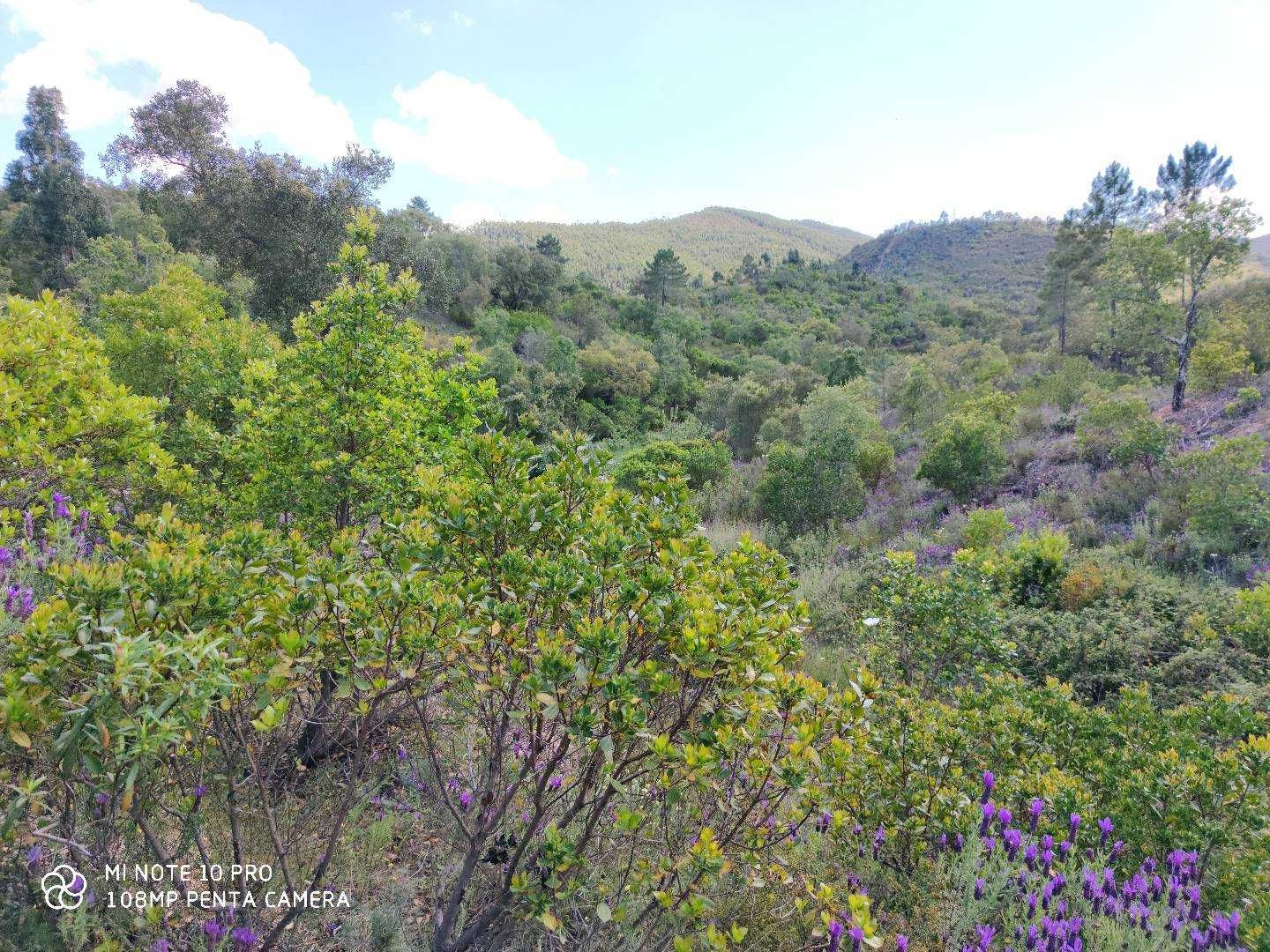 Terreno Nave Redonda Saboia