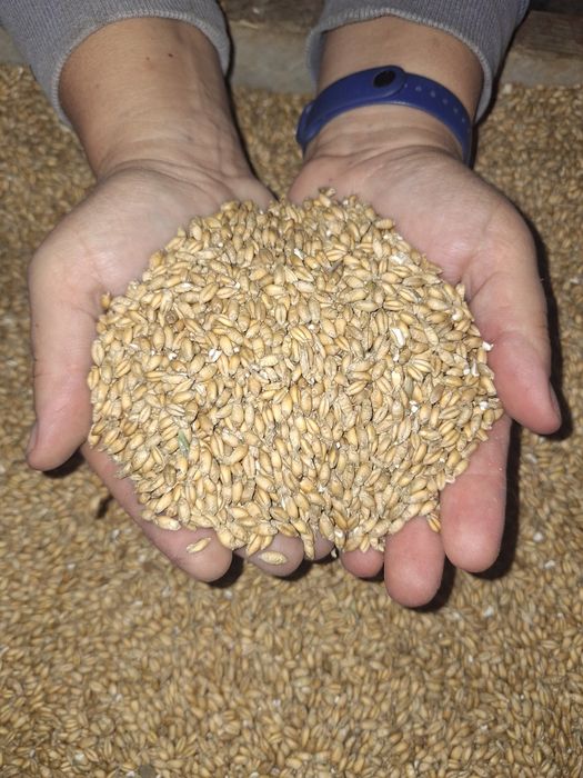 Pszenżyto  Ozime  2025