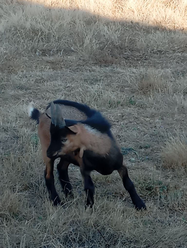 Cabrito anão com 7 meses