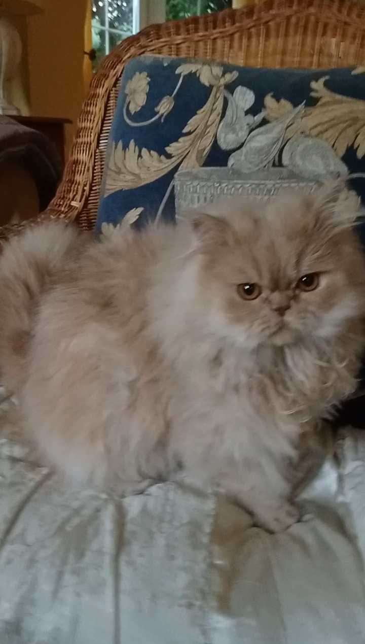kot pers perski kotka perska perskiej kotek srebrny szynszylowy