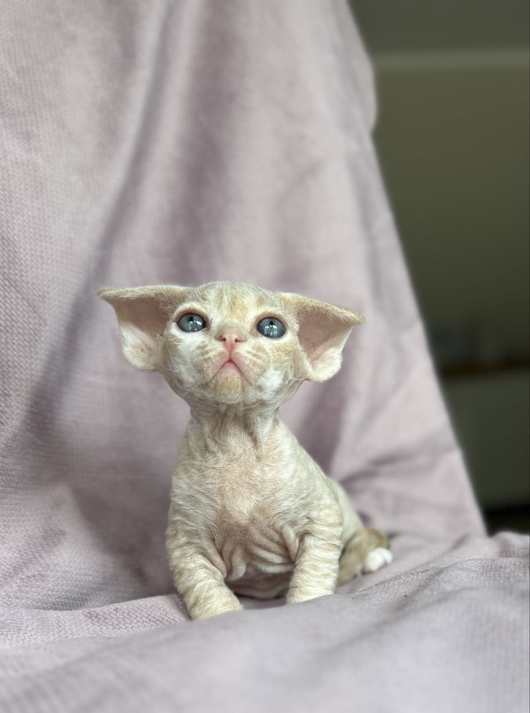 Devon rex kocurek o niebieskich oczach