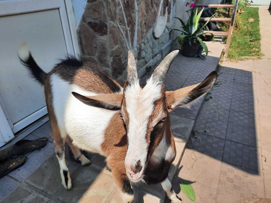 Продам козла породистого