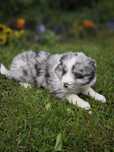 Border collie ZKWP FCI suczka blue merle