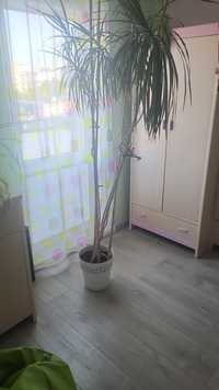 Dracena piękna powyżej 2m idealna do mieszkania lub domu