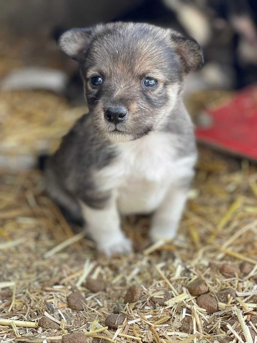 Крошечные щенки в добрую семью.