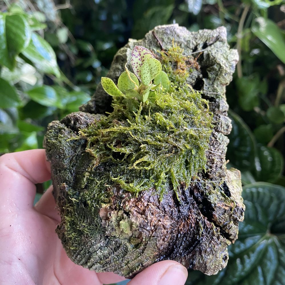 Мініатюрна орхідея Acianthera crinita