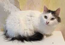Кошка. Кот. Коты. Котенок. Котята. Кішка. Киця. Кіт. Кошеня.